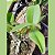 Cattleya violacea semi alba - Imagem 3