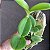 Cattleya violacea semi alba - Imagem 5