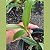 Epidendrum stamfordianum - Imagem 2