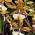 Epidendrum stamfordianum - Imagem 1