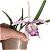 Brassavola perrini x Cattleya intermedia - Imagem 1