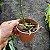 Brassavola perrini x Cattleya intermedia - Imagem 2
