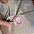 Brassavola perrini x Cattleya intermedia - Imagem 1