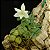 Constantia cipoensis - Imagem 4