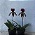 Paphiopedilum roxo escuro exótico sem flor - Imagem 7