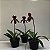 Paphiopedilum roxo escuro exótico sem flor - Imagem 8