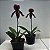 Paphiopedilum roxo escuro exótico sem flor - Imagem 1