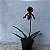 Paphiopedilum roxo escuro exótico sem flor - Imagem 10