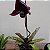 Paphiopedilum roxo escuro exótico - Imagem 4