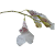 Rodriguezia decora - Imagem 1