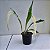 Dendrochillum glumaceum (cheiro de talco de bebê) - Imagem 8