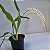 Dendrochillum glumaceum (cheiro de talco de bebê) - Imagem 9