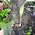 Dendrochillum glumaceum (cheiro de talco de bebê) - Imagem 5