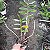 Dendrobium Goldschimiditianum - Imagem 3