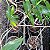 Dendrobium Goldschimiditianum - Imagem 4