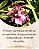 Oncidium Sharry baby (Orquídea chocolate) - Imagem 6
