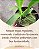 Oncidium Sharry baby (Orquídea chocolate) - Imagem 8