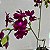 Calanthe vestita vermelha - Imagem 5