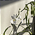 Calanthe vestita alba (branca) - Imagem 5