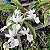 Calanthe vestita alba (branca) - Imagem 1