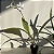 Calanthe vestita alba (branca) - Imagem 10