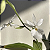 Calanthe vestita alba (branca) - Imagem 11