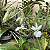 Calanthe vestita alba (branca) - Imagem 12