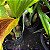 Calanthe vestita alba (branca) - Imagem 9