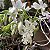 Calanthe vestita alba (branca) - Imagem 6