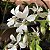 Calanthe vestita alba (branca) - Imagem 8