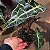 Folhagem Alocasia amazonica - Imagem 4