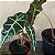 Folhagem Alocasia amazonica - Imagem 3