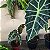 Folhagem Alocasia amazonica - Imagem 1