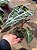 Folhagem Alocasia amazonica - Imagem 2