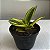 Folhagem Espadinha golden (Sansevieria Golden Hahnii) - Imagem 1