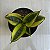 Folhagem Espadinha golden (Sansevieria Golden Hahnii) - Imagem 2
