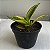 Folhagem Espadinha golden (Sansevieria Golden Hahnii) - Imagem 3