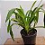 Phragmipedillum schroderae adulto (Phragmipedium caudatum × Phragmipedium Sedenii) - Imagem 8