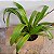 Phragmipedillum schroderae adulto (Phragmipedium caudatum × Phragmipedium Sedenii) - Imagem 3