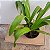 Phragmipedillum schroderae adulto (Phragmipedium caudatum × Phragmipedium Sedenii) - Imagem 4