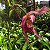 Phragmipedillum schroderae adulto (Phragmipedium caudatum × Phragmipedium Sedenii) - Imagem 5