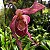 Phragmipedillum schroderae adulto (Phragmipedium caudatum × Phragmipedium Sedenii) - Imagem 6