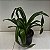 Phragmipedillum schroderae adulto (Phragmipedium caudatum × Phragmipedium Sedenii) - Imagem 7