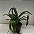 Phragmipedillum schroderae adulto (Phragmipedium caudatum × Phragmipedium Sedenii) - Imagem 2
