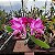 Cattleya intermedia x Slc. Mae Hawkins x Slc. Dizac - Imagem 4