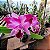 Cattleya intermedia x Slc. Mae Hawkins x Slc. Dizac - Imagem 1