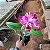 Cattleya intermedia x Slc. Mae Hawkins x Slc. Dizac - Imagem 5