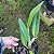 Cattleya intermedia x Slc. Mae Hawkins x Slc. Dizac - Imagem 6
