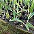 Cattleya intermedia x Slc. Mae Hawkins x Slc. Dizac - Imagem 7