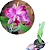 Cattleya intermedia x Slc. Mae Hawkins x Slc. Dizac - Imagem 3